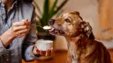 Un perro marrón disfruta de una cucharada de yogur ofrecida por una persona. ¡Los perros pueden comer yogur!