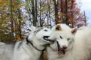 Czy husky jest agresywny? Odkryj prawdę o ich zachowaniu