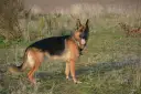 Ile żyje owczarek niemiecki krótkowłosy? Sprawdź, co wpływa na jego życie