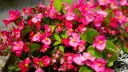 Kaskada różowych kwiatów begonia solenia, z żółtymi środkami i zielonymi liśćmi, tworzy barwny kobierzec.