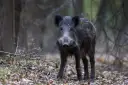 Dziki na osiedlu: jak się zachować i chronić? Poradnik