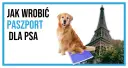 Jak wyrobić paszport dla psa? Krok po kroku, koszty, wymagania