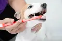Persona cepilla los dientes de su perro con un cepillo rojo. Cuidar la higiene bucal es esencial para limpiar dientes perro.