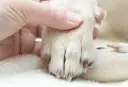 Mano sujetando la pata de un perro para cortar uñas.