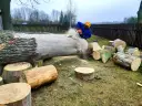 Jak wycenić drzewa do wycinki i uniknąć niepotrzebnych kosztów