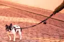 Un bulldog francés, con manchas negras y blancas, mira con desconfianza mientras mi perro no quiere salir a la calle.