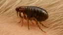 Un primer plano de pulgas negras, parásitos diminutos con patas espinosas, sobre piel y pelo.