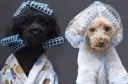 Dos caniches toy, uno negro y otro rubio, con rulos y batas, listos para unos cortes de pelo caniche toy.