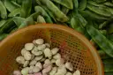 Kiedy sezon na bób? Sprawdź, kiedy jest najtańszy i najlepszy!