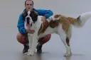 Hombre con un perro san bernardo en la playa.