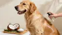 Golden retriever recibe spray para pelo. Ingredientes naturales como coco y romero sugieren cómo quitar rastas a un perro.