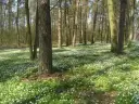 Rezerwat przyrody Czarny Las – unikalne atrakcje i dzika natura