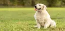 Jak dbać o sierść golden retrievera, aby uniknąć kołtunów i problemów zdrowotnych