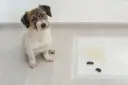 Un cachorro mira a la cámara junto a una alfombrilla de entrenamiento con excrementos. Un recordatorio de que hay que saber como enseñar a un cachorro a hacer sus necesidades en la calle.