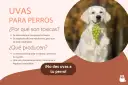 Un perro dorado sonríe con un racimo de uvas verdes en la boca. El texto advierte: "¡No des uvas a tu perro!" porque los perros pueden comer uvas y son tóxicas.