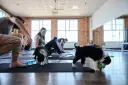 Gdzie na Puppy Yogę w Polsce? Pełny przewodnik!