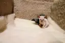 Adopcja kotów Devon Rex: jak uniknąć najczęstszych błędów przy wyborze