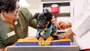 Veterinarios preparan a un cachorro para saber cuándo se puede castrar a un perro. El cachorro luce un arnés azul y un collar dorado.