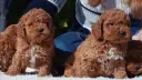 Tiernos cachorros de caniche con corte asiático, listos para conquistar corazones.