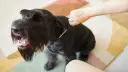 Un perro negro con barba larga y tupida, parece que le están haciendo stripping.