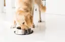 Golden retriever disfrutando de su dieta natural para perros.