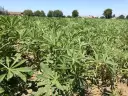 Kiedy siać łubin na nawóz, aby uniknąć błędów i uzyskać plony