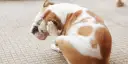 Bulldog se rasca la cara con la pata, indicando la necesidad de saber como eliminar las pulgas de mi perro.