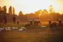 Vergleich konventionelle und ökologische Landwirtschaft im Unterricht: Unterschiede verstehen und diskutieren