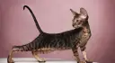 Devon Rex dla alergika: czy to najlepszy wybór dla Ciebie?