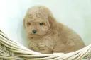 Adorable caniche toy pelado, color caramelo, acurrucado en una cesta de mimbre.