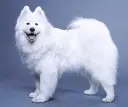 Samojed ma włosy czy sierść? Odkryj prawdę o jego futrze