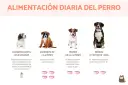 Cachorro de 2 a 3 meses come 4 veces al día. Imagen muestra perros de diferentes edades y sus porciones de comida.