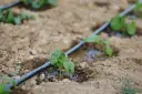 Młode rośliny otrzymują wodę dzięki systemowi **podlewania kropelkowego**. Woda powoli sączy się z rury, nawadniając glebę wokół korzeni.