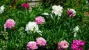 Kiedy jest sezon na peonie? Poznaj najlepszy czas na kwitnienie