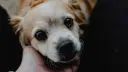 Un perro hiperactivo, con ojos grandes y brillantes, mira con ternura mientras una mano acaricia su cabeza.