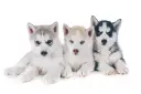 Ile kosztuje szczeniak husky? Ceny, które mogą cię zaskoczyć