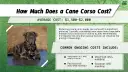 Ile kosztuje szczeniak Cane Corso? Poznaj realne ceny i ukryte koszty