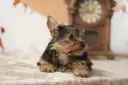 Un tierno cachorro de perros yorkshire, con su pelaje oscuro y dorado, descansa sobre una manta suave, con un reloj antiguo desenfocado al fondo.