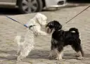 Dos perros, uno blanco y otro negro, se saludan con entusiasmo. El blanco salta, el negro espera. ¡Parece que hay celo perros en el aire!
