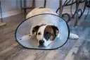 Perro con collar isabelino recuperándose. Averigua cuanto vale castrar un perro para su bienestar.