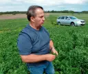 Jaki nawóz pod lucernę, aby uniknąć problemów z uprawą?