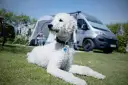 Un caniche gigante sin pelar descansa en el césped, con una tienda de campaña y una furgoneta camper al fondo.