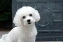 Bichon frise włosy czy sierść – zaskakująca różnica dla alergików