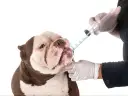 Un perro recibe medicina de una jeringa. La frecuencia con la que se desparasita a un perro depende de su estilo de vida y la recomendación veterinaria.