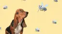 Un basset hound mira con recelo a varios mosquitos animados. ¡Cuidado con la leishmania en perros!