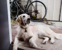 Czy golden retriever nadaje się do bloku? Oto, co musisz wiedzieć
