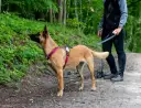 Perro de **mantrailing perros** con arnés rosa, atento en un sendero boscoso, guiado por su dueño.