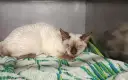 Choroby Devon Rex: Jak uniknąć problemów zdrowotnych u kotów?