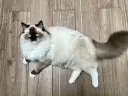 Czy Ragdoll uczula? Jak alergik może żyć z tym kotem?