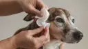 Manos limpian orejas perro con una toallita blanca. Cuidado e higiene para tu mascota.